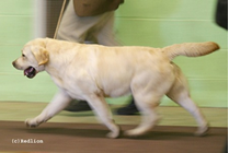 Harry-Picture taken at one year