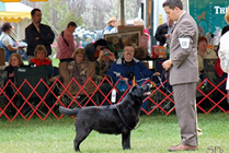 Bay Berry at Potomac