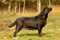 Beechcroft's Study The Rain